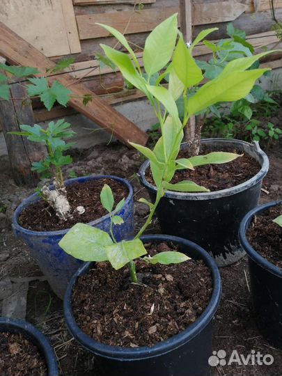 Лимон новозеландский