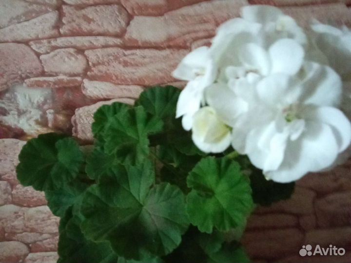 Пеларгония герань