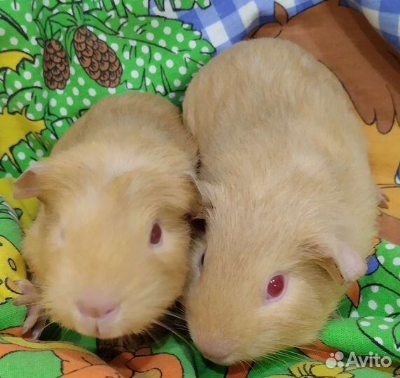 Морские свиночки малыши