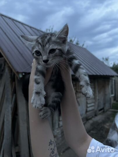 2 котенка