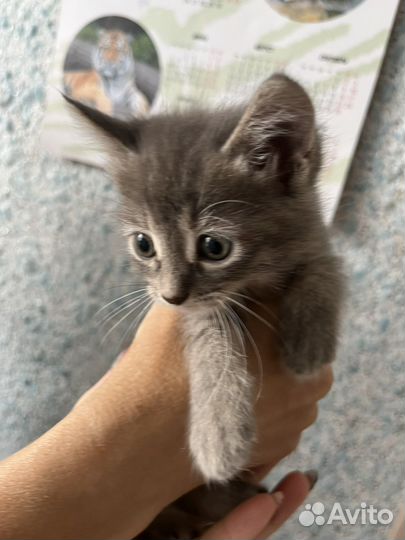 Котики