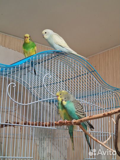 Волнистый попугай