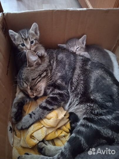 Котята в добрые руки