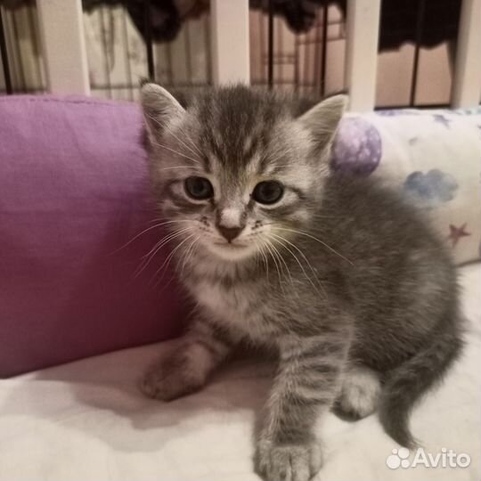 Кошки породистые бесплатно