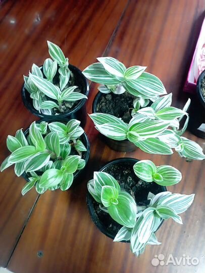 Традесканция, разные сорта