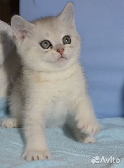 Британцы серебро