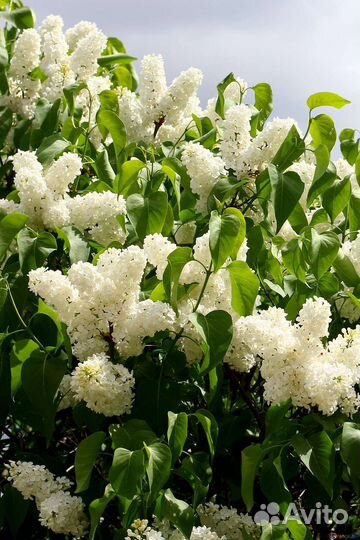 Сирень белая