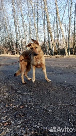 Собака метис овчарки