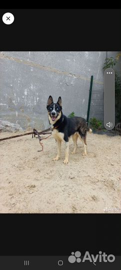 Метис Хаски