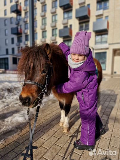Аренда Пони на праздник, фотосессии