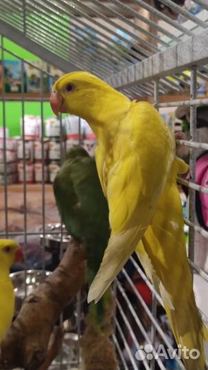 Попугай Ожереловый