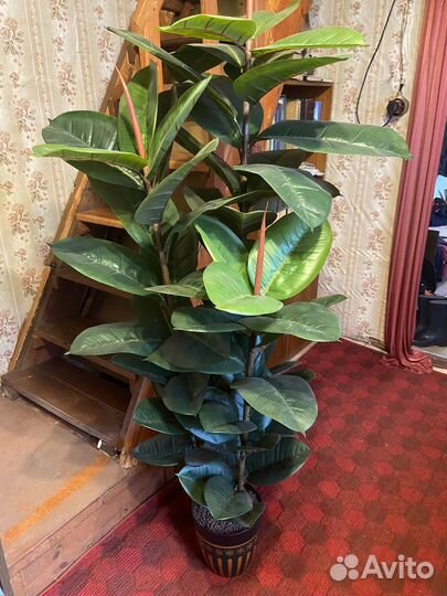 Фикус искусственный цветок