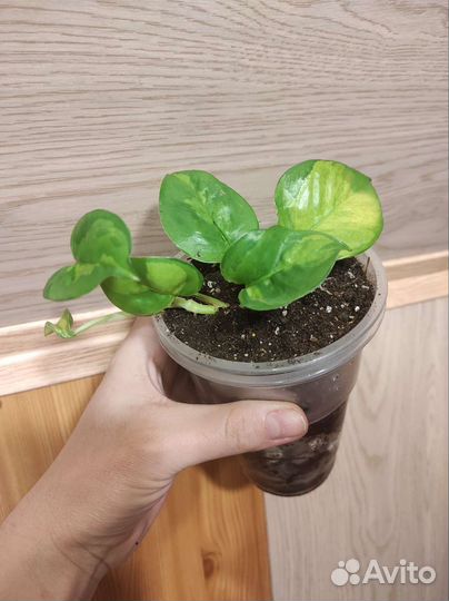 Эпипремнум хэппи лиф, Марбл Квин, Пиннантум Вайт