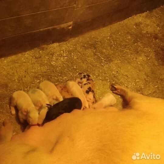 Поросята