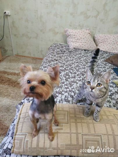 Йоркширский терьер мини вязка