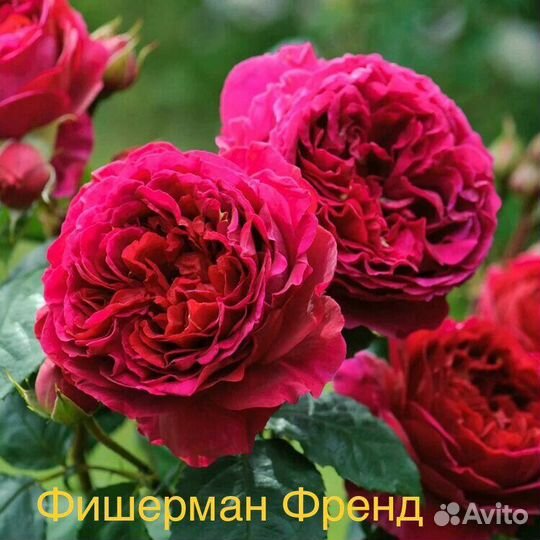 Саженцы роз