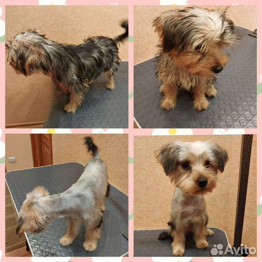 Модели собачек на стрижку