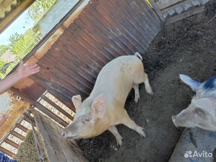 Хряк на племя