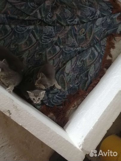 Котята в добрые руки бесплатно