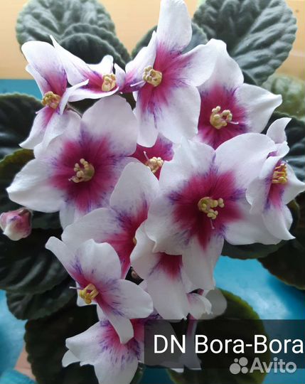 Фиалка сортовая, лист свежей срезки (часть 2)