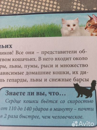 Книга: энциклопедия кошки
