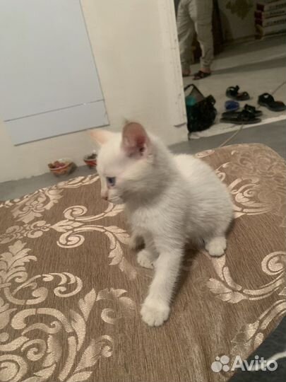 Отдам белого котенка(девочка) в добрые руки