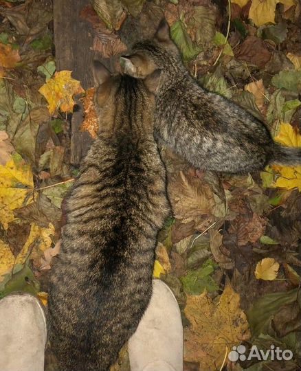 Маленький камуфляжный которебенок ищет дом