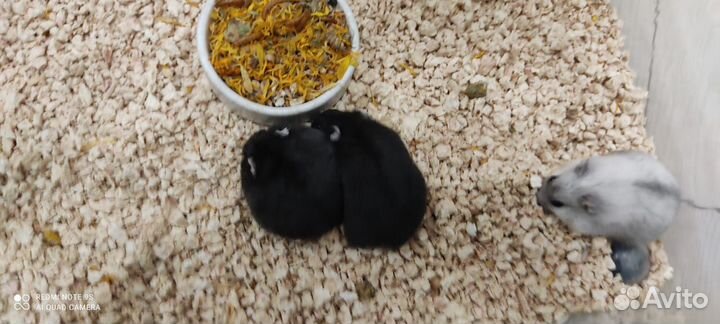 Чёрные и жемчуг джунгарские чистокровные хомячки