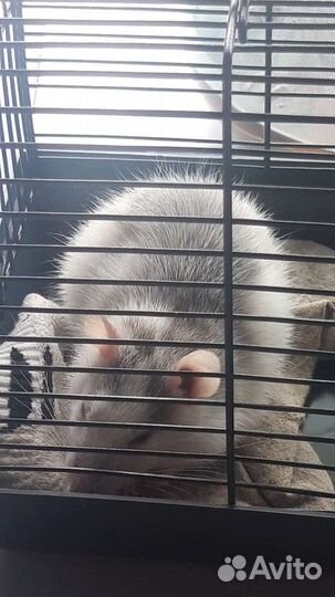 Крыса с клеткой