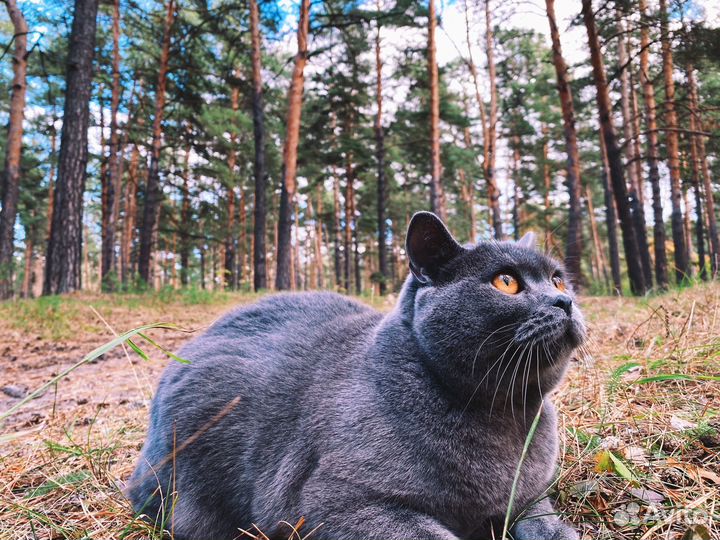 Кот для фотосессии