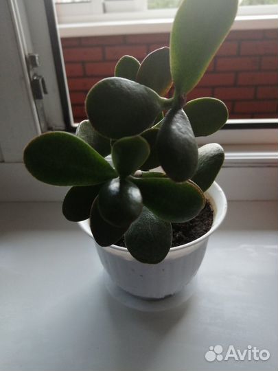 Денежное дерево или 