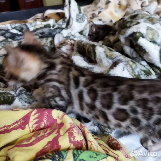 Бенгальские котята