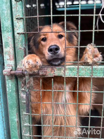 Собака ищет дом