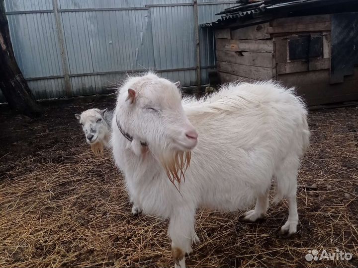 Козел ламанча