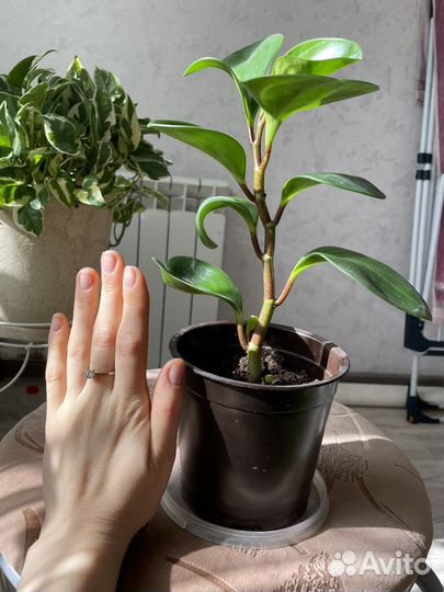 Пеперомия туполистная