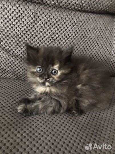 Продаю персидских котят