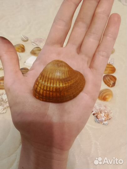 Ракушки для аквариума / для творчества