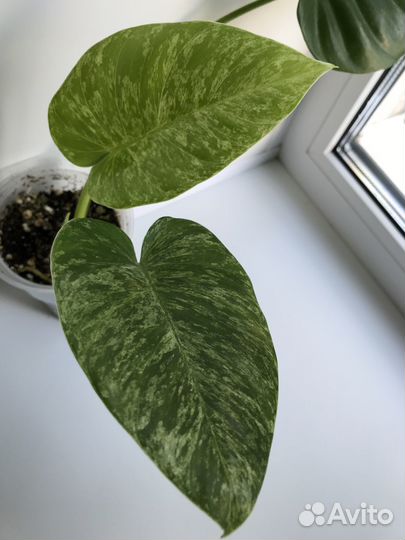 Филодендрон Гигантум вариегатный