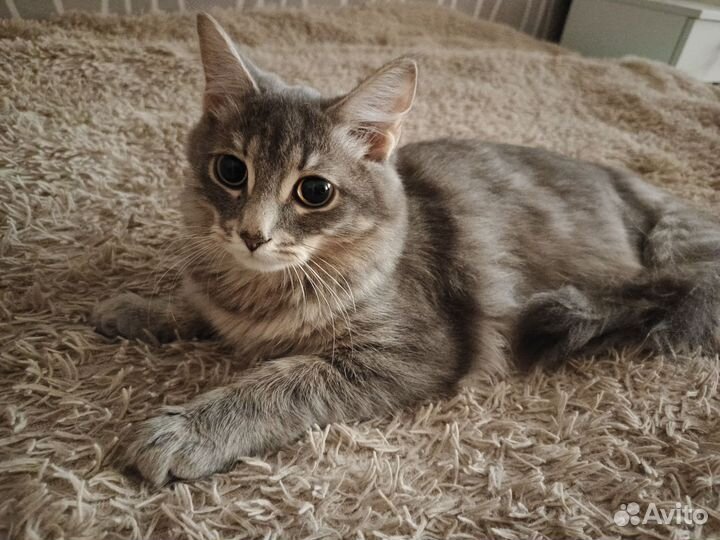 Отдам кота в добрые руки