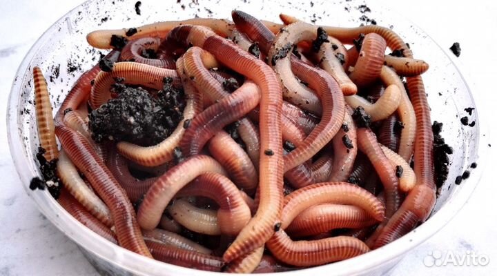 Выползки банка 20шт(дендробена 3гр)