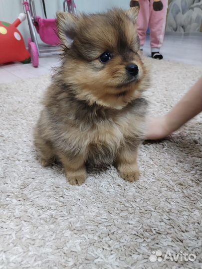 Собака