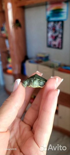 Репетилии черепахи