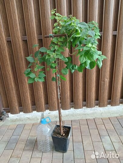 Бугенвиллия розовая штамб