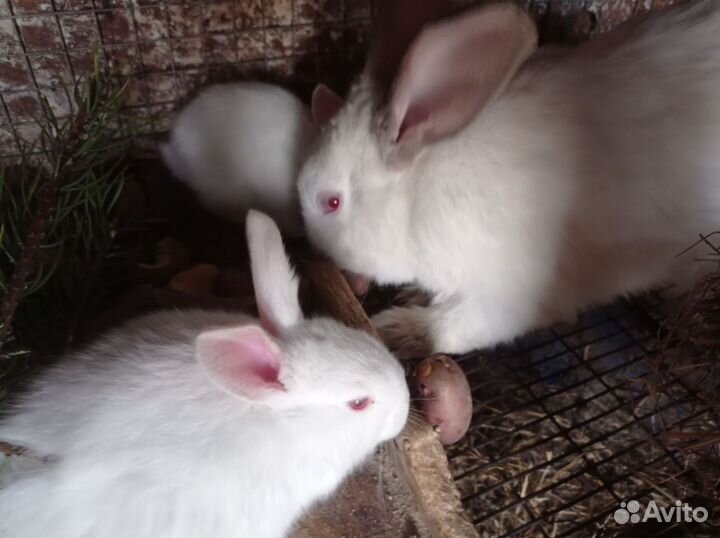 Кролята Калифорния