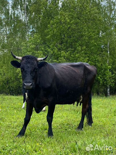 Продам коров, телку, бычка