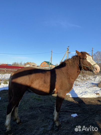 Жеребец советский тяжеловоз