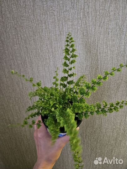 Папоротник