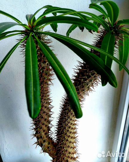 Пахиподиум Ламера семена