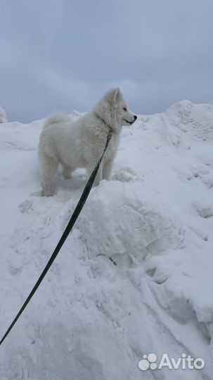 Щенки самоеда