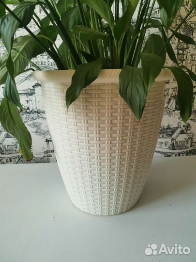 Спатифиллум